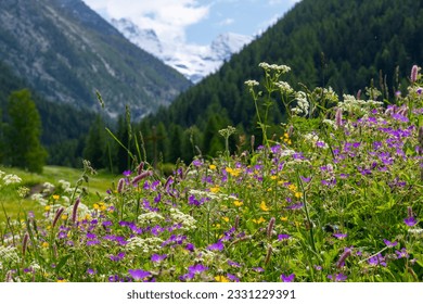 Close up of purple Wood Crane’s-bill and other wildflowers in green alpine Aosta Valley (Valle d’Aosta), Italy with out of focus snowcapped mountains of Gran Paradiso National Park in background