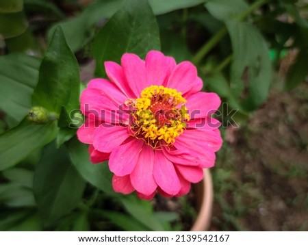 Close up of purple Zinnia flower . Zinnia flower in the garden in Thailand 