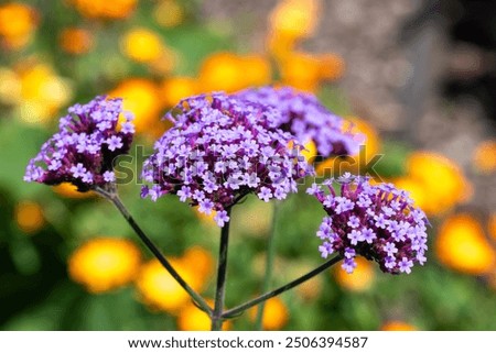 Similar – Image, Stock Photo Garden verbena in a flower box