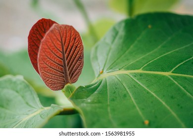 Close up put forth fresh red leaves.