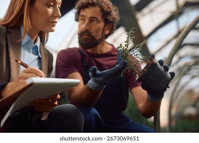 Close up of quality control inspector and worker examining potted plants in a greenhouse. 