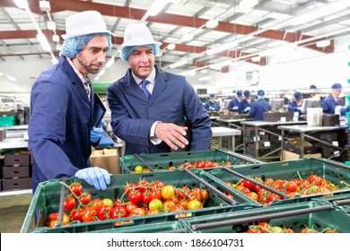 Close Up Of Quality Control Workers Inspecting Ripe Vine Tomatoes In Baskets In A Food Processing Plant