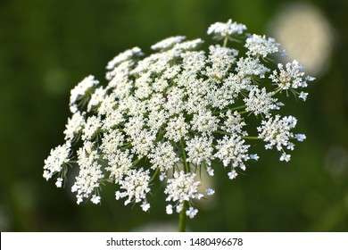 Close up of Queen Anne's Lace flower blooming in the summertime.  - Powered by Shutterstock