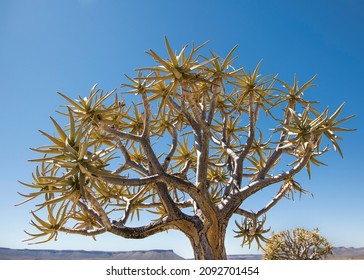 Close up of a Quiver Tree (Aloidendron dichotomum) in the Karoo desert