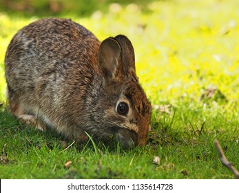 close up of a rabbit