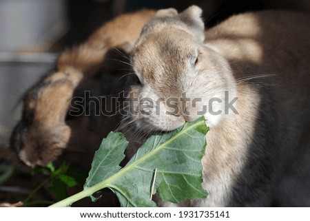 Similar – Rabbit eating flowers II