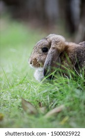 close up rabbit in the grass