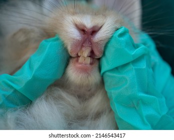 Close Up Rabbit Teeth. Veterinarian Opening Bunny Rabbit Mouth To Examine Its Teeth.