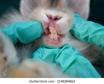 Close Up Rabbit Teeth. Veterinarian Opening Bunny Rabbit Mouth To Examine Its Teeth.