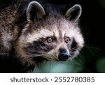 A close up of a Raccoon