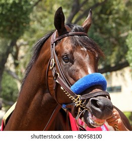 Close Up Of Race Horse In The Walking Ring Before A Race.