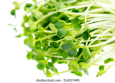 Close up of radish sprouts 