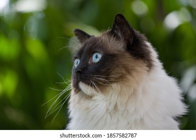 Close up of ragdoll cat gazing off to the side with a nature background