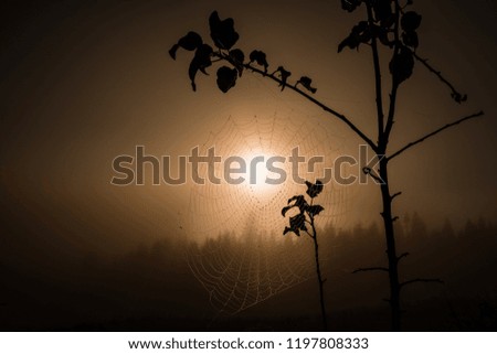 Similar – 700 X released to freedom|tree silhouette in foreground, red hot air balloon floating in evening sky