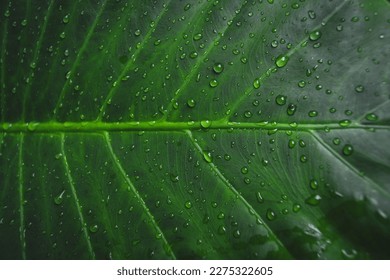 Close up of rain drops on green leaf for background