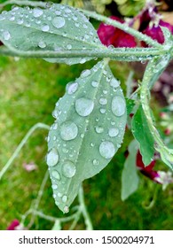 A close up of rain on a leaf