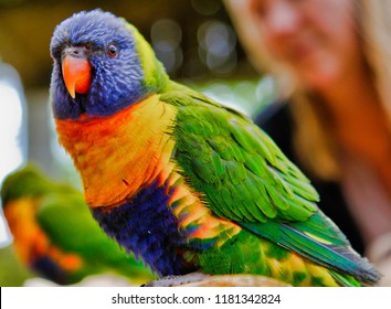 Close Rainbow Lorikeets Aviary Stock Photo 1181342824 | Shutterstock