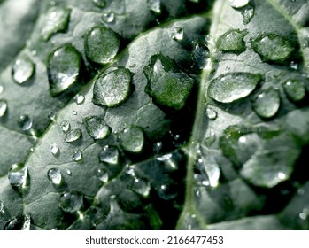 Close Up Of Raindrops On Dinosaur Kale 