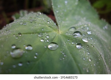 Close up of raindrops on a large green leaf