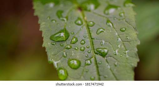 close up of raindrops on leaf