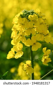 Close Up Of Rape Flower