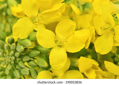 Close- up of rapeseed flowers, Brassica napus