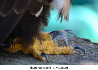 Close Raptor Bird Claws Stock Photo 1499138201 | Shutterstock