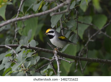 Close Up Of A Rare Golden Winged Warbler