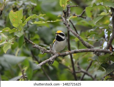 Close Up Of A Rare Golden Winged Warbler