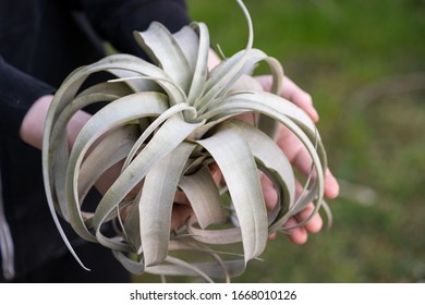 Close Up Rare Plant Tillandsia Xerographica In The Hand 