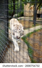 Close Up Of Rare White Fluffy Bengal Tiger Walking In A Cage In The Zoo. Happy 2022  New Year Symbol. Endangered Carnivore Species And Animal Rescue. Big Cat. 