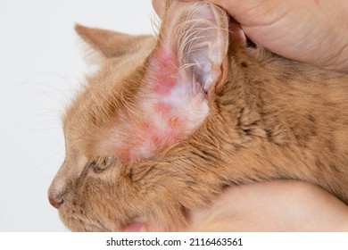 Close Up Of A Rash On The Skin Of The Cat's Ears. Diagnosis Of Scabies Or Mange In Cats. Dermatological Diseases Of Cats. 