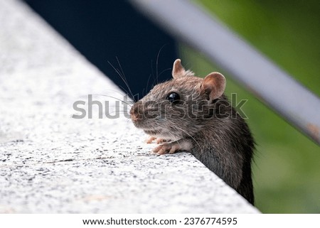 Close- up of a rat