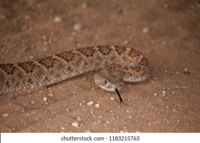 Close Up Of Rattle Snake Head Over Sandy Ground