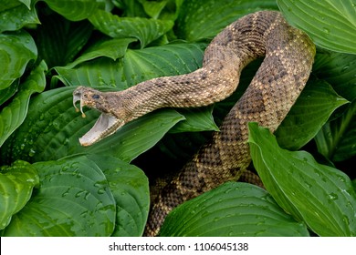 close up of rattlesnake in hostas plants with raindrops