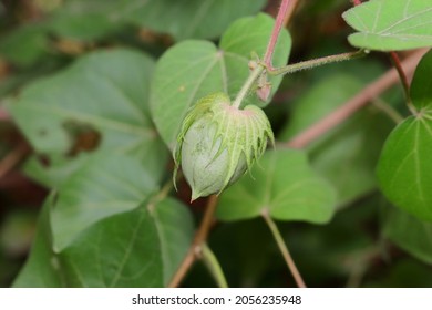 Close Up Of Raw Cotton Fruit Or Ball On A Cotton Plant In The Cotton Field . Close -up Of Cotton Crop Planted In Field ,india