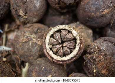 Close Up Of Raw Fresh Brazil Nuts Inside The Coconut In The Amazon Rainforest. Selective Focus. Concept Of Environment, Ecology, Sustainable Economy, Conservation, Biodiversity, Healthy Food.