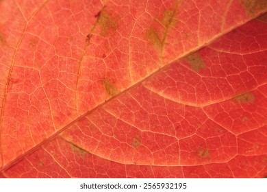 close up of a read leaf