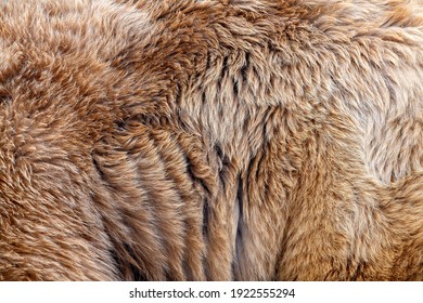 Close Up Real Brown Bear Fur Texture