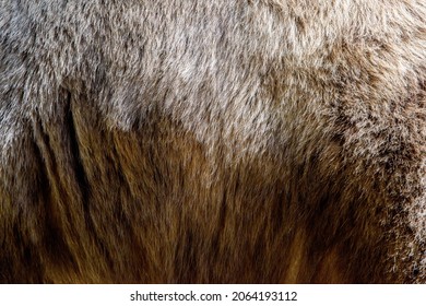 Close Up Real Brown Bear Fur Texture