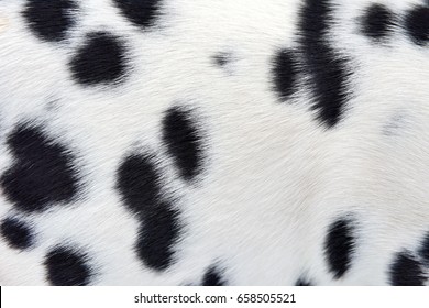 Close Real Dalmatian Fur Background Detail