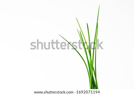 Similar – Image, Stock Photo The leeks are also green at Easter.