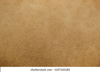 Close Up Of Real Lion Fur Texture