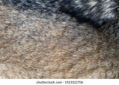 Close Real Texture Of Silver Wolf Fur