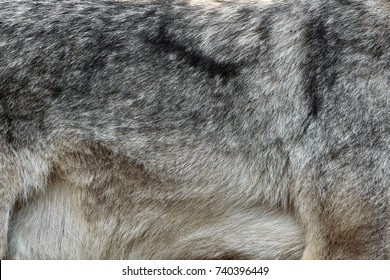 Close Real Texture Of Silver Wolf Fur