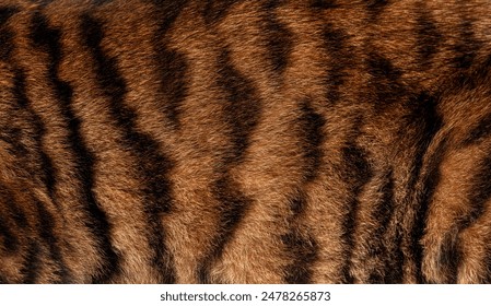 Close up of real Toyger cat fur showing the texture and pattern of the black stripes - Powered by Shutterstock