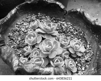Close up Rectangular arrangement of succulents; cactus succulents in a planter, natural background