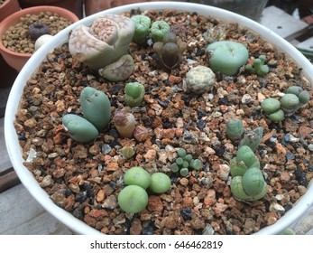 Close up Rectangular arrangement of succulents; cactus succulents in a planter, natural background