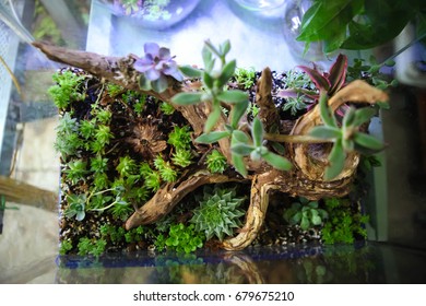 Close up Rectangular arrangement of succulents; cactus succulents in a planter, natural background