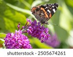 Close up of a red admiral butterfly feeding on a buddleia flower in summer